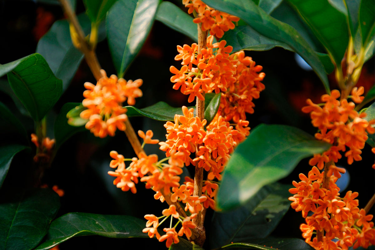Fiori arancioni profumati di Osmanthus fragrans su foglie verdi lucide, dettaglio della fioritura autunnale in primo piano.