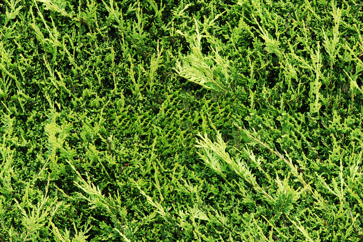 Foglie aghiformi fitte di siepe di Leylandii (Cupressocyparis leylandii), dettaglio del fogliame verde compatto e sempreverde.