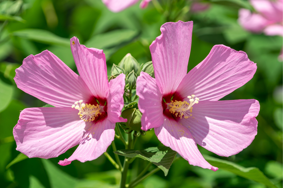 Fiori rosa di Hibiscus syriacus con centro rosso, dettaglio della fioritura estiva su fogliame verde brillante.
