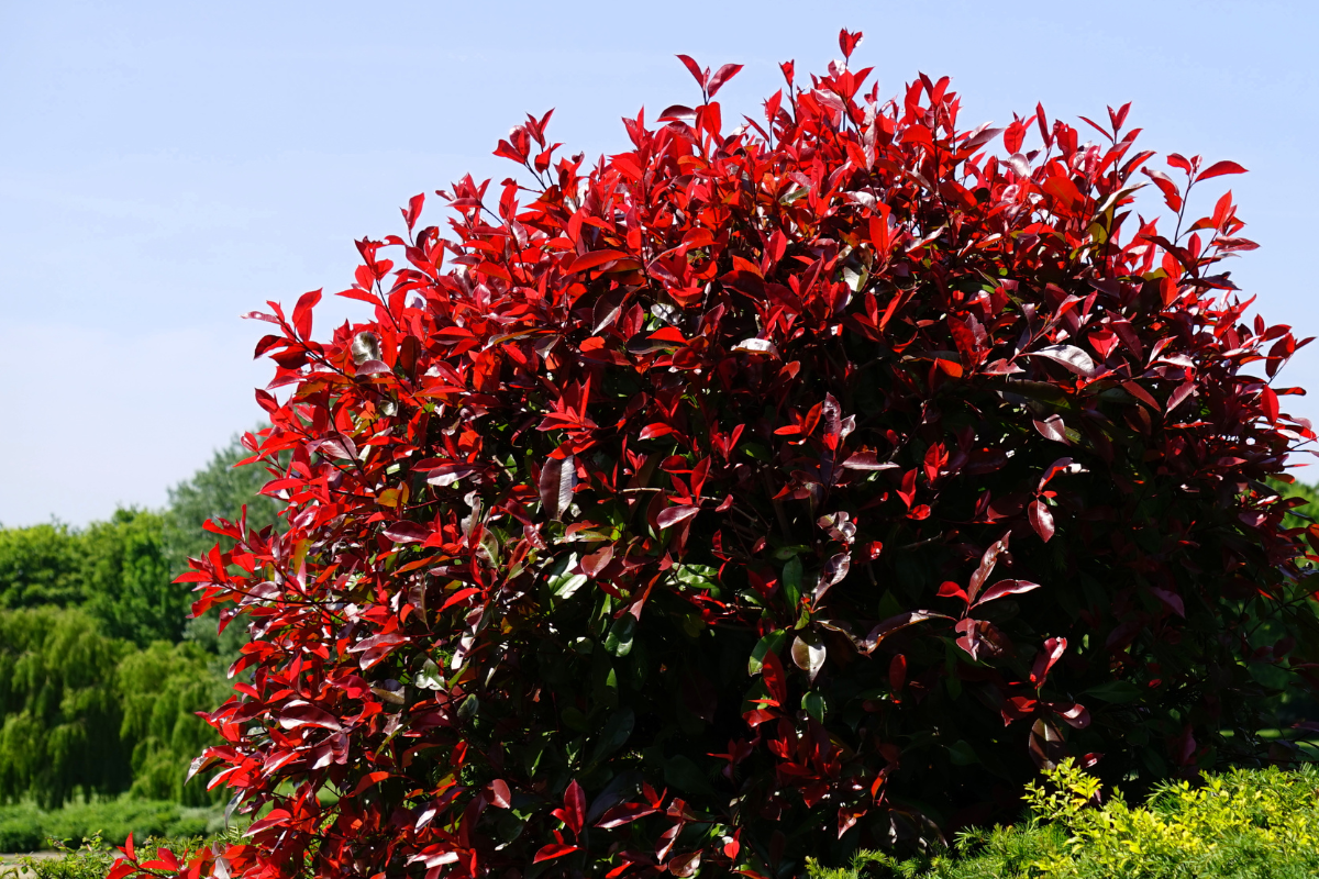 Siepe di Photinia con foglie giovani rosso brillante, crescita primaverile compatta e decorativa su sfondo di giardino verde.