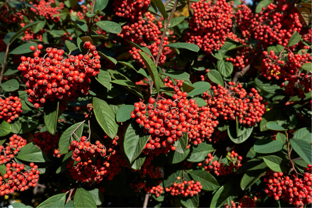 Grappoli di bacche rosse di Cotoneaster lacteus su foglie verdi scure, dettaglio di una siepe sempreverde ornamentale in autunno.
