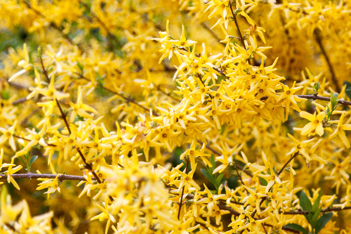 Fiori gialli di Forsythia in piena fioritura primaverile su rami spogli, dettaglio ornamentale luminoso in giardino.