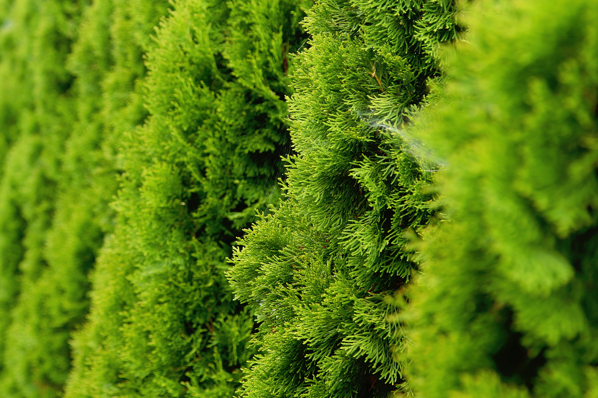 Dettaglio ravvicinato di siepe di Thuja con fogliame verde brillante e molto fitto, tipico di conifera sempreverde utilizzata per schermature dense.