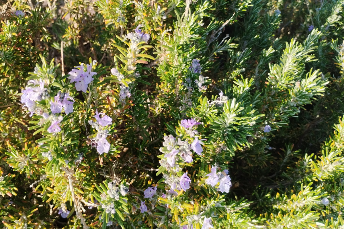 Fiori viola di Rosmarinus officinalis su fogliame verde aromatico, dettaglio di una siepe mediterranea resistente alla siccità.
