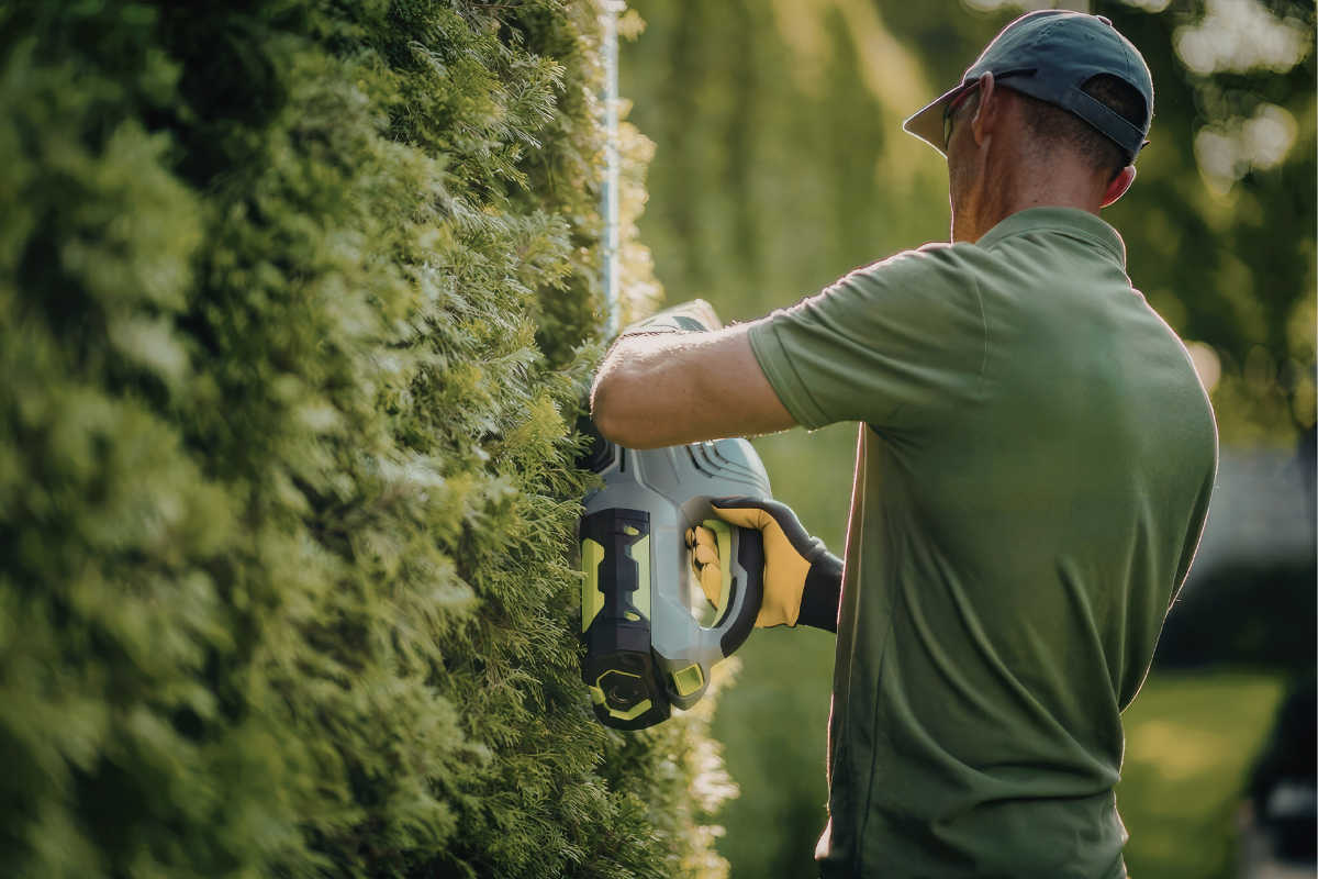 Operatore mentre pota una siepe sempreverde con tagliasiepi elettrico, dettaglio della manutenzione su parete verde in giardino.