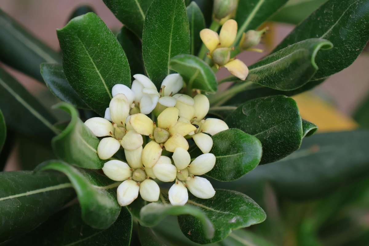 Fiori bianchi profumati di Pittosporum tobira con boccioli crema su foglie verdi lucide, dettaglio della fioritura primaverile.