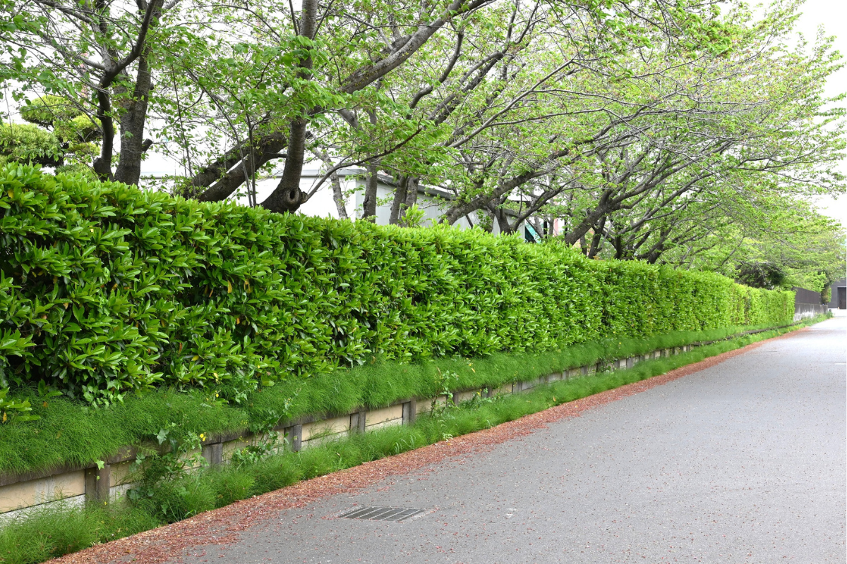 Lunga siepe sempreverde verde brillante lungo una strada, utilizzata come barriera ordinata e continua in contesto urbano.
