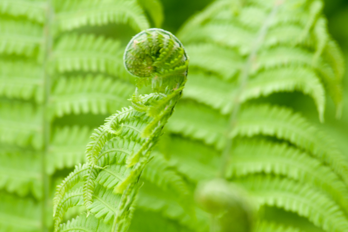 Germoglio giovane di felce verde arrotolato, con foglie delicate in fase di apertura su sfondo naturale sfocato.