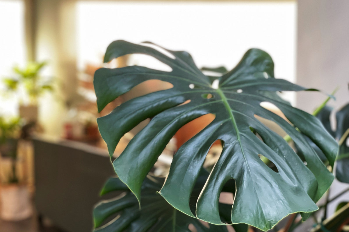 Grande foglia verde di Monstera, in interno luminoso con sfondo sfocato.