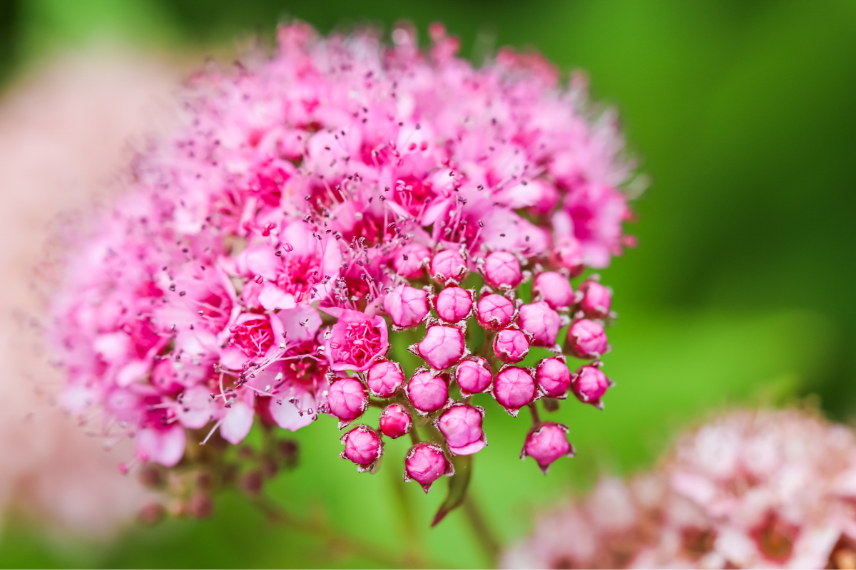 Fiori rosa di Spiraea japonica con piccoli boccioli e sfondo verde sfocato.