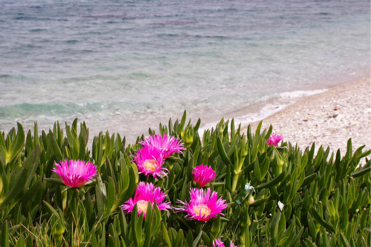 Fiori rosa di Carpobrotus in fiore vicino al mare, con foglie verdi carnose e spiaggia sullo sfondo.