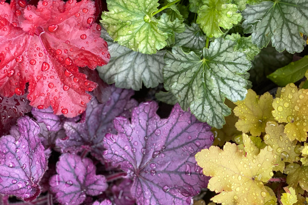 Foglie colorate di Heuchera con tonalità rosse, viola, verdi e gialle.