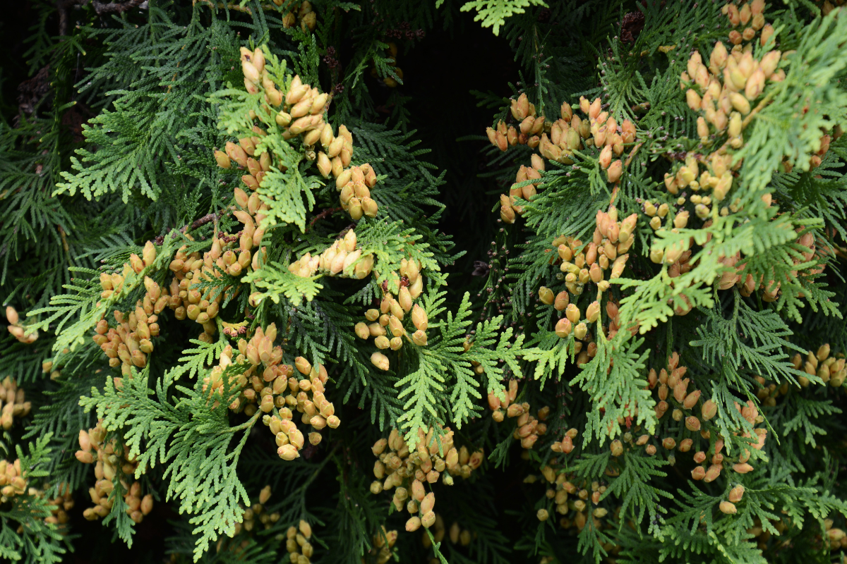 Rami verdi di conifera Thuja con piccoli coni giallo-bruni tra il fogliame fitto e sempreverde