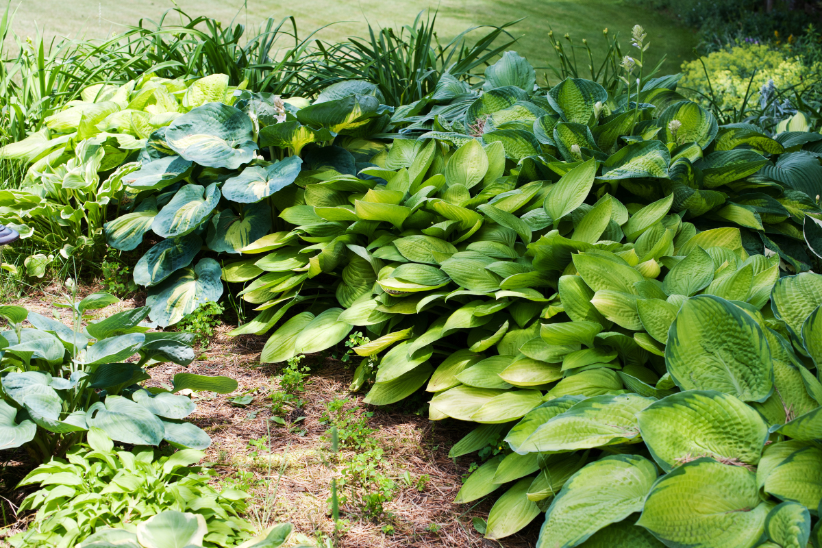 Hosta verdi con foglie grandi e decorative coltivate in aiuola ombreggiata in giardino.