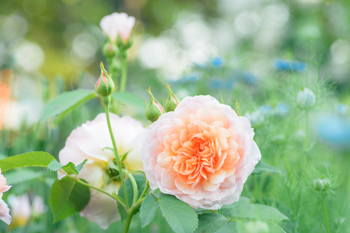 Floribunda o Ibrido di Tea? Differenze reali su fioritura, manutenzione ed effetto estetico