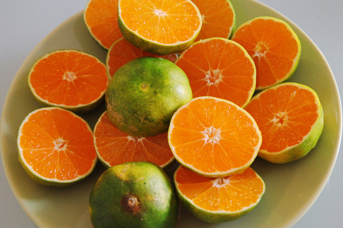 Satsuma Miyagawa: l’agrume più rustico del mandarino? Differenze chiare e per chi è davvero perfetto
