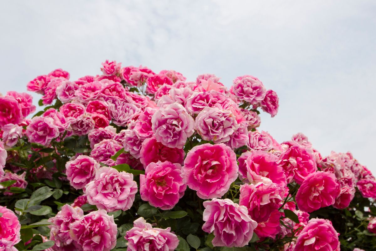Rose inglesi vs rose moderne: profumo, rifiorenza e resistenza a confronto