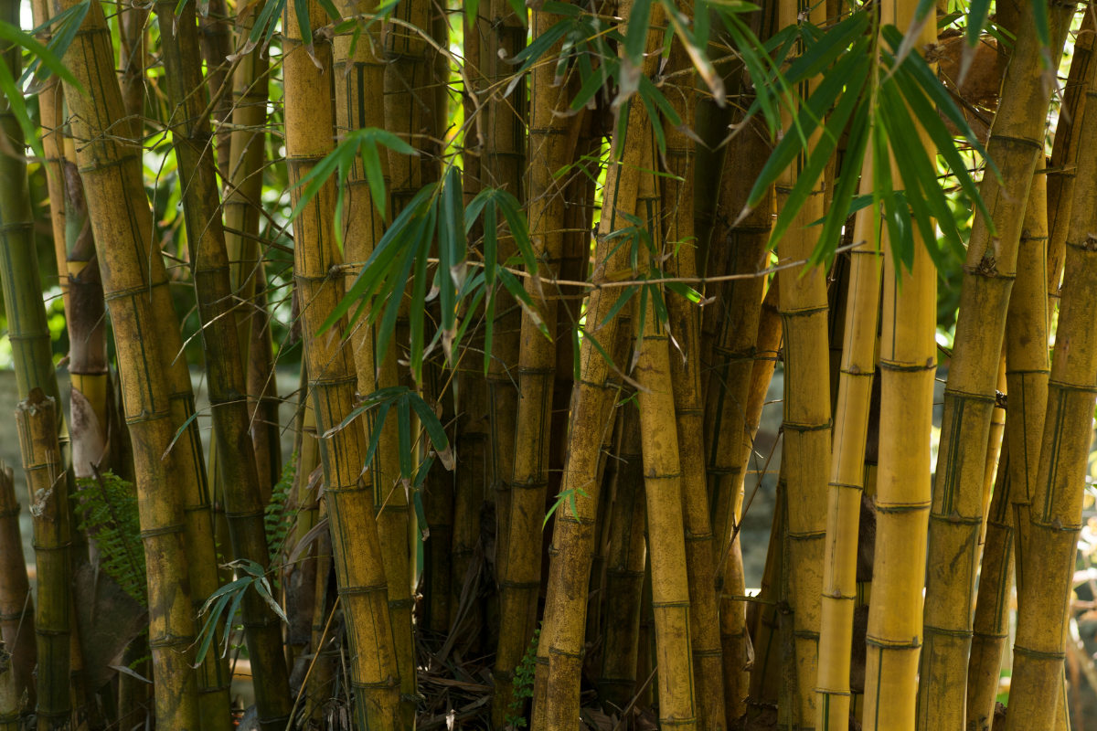Phyllostachys aurea vs Phyllostachys bissetii: quale bambù scegliere per una siepe fitta e sempreverde?