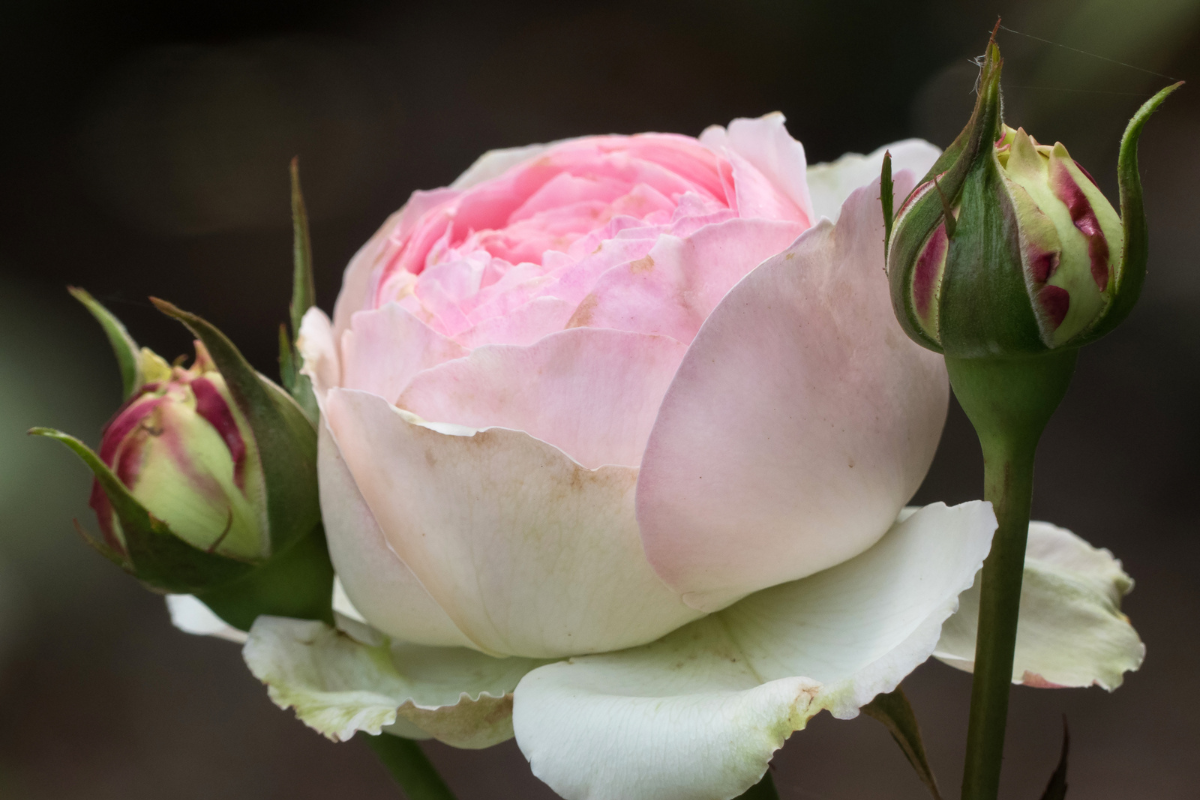 Rose Meilland o Tantau? Differenze di stile e guida alla scelta