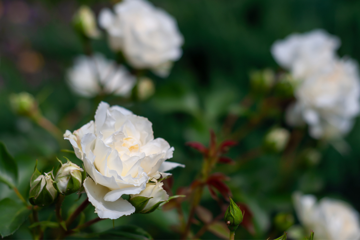 Knock Out vs Iceberg: quale rosa scegliere per fioritura lunga e poca manutenzione?