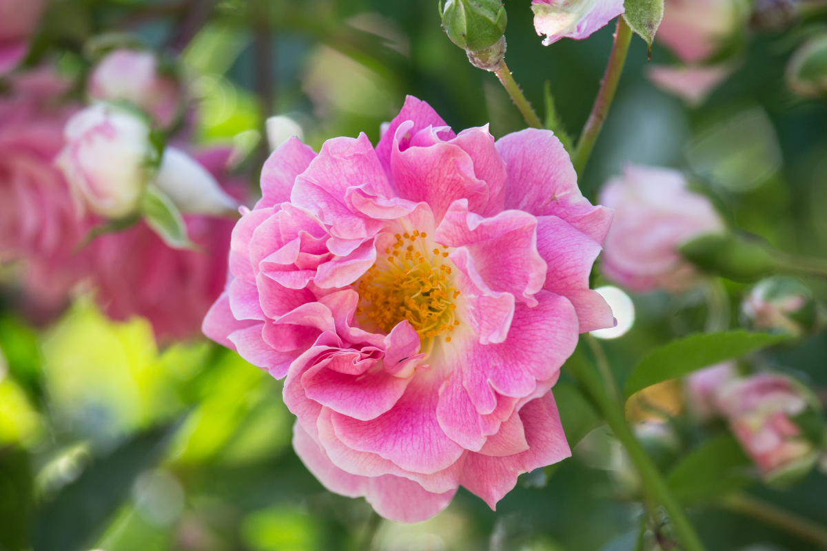 Rose Bienenweide®: perché le bee-friendly stanno rivoluzionando i giardini e come scegliere quella giusta