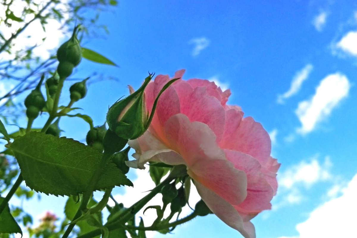 Macchie nere sulle foglie di rosa: cause, prevenzione e trattamenti utili