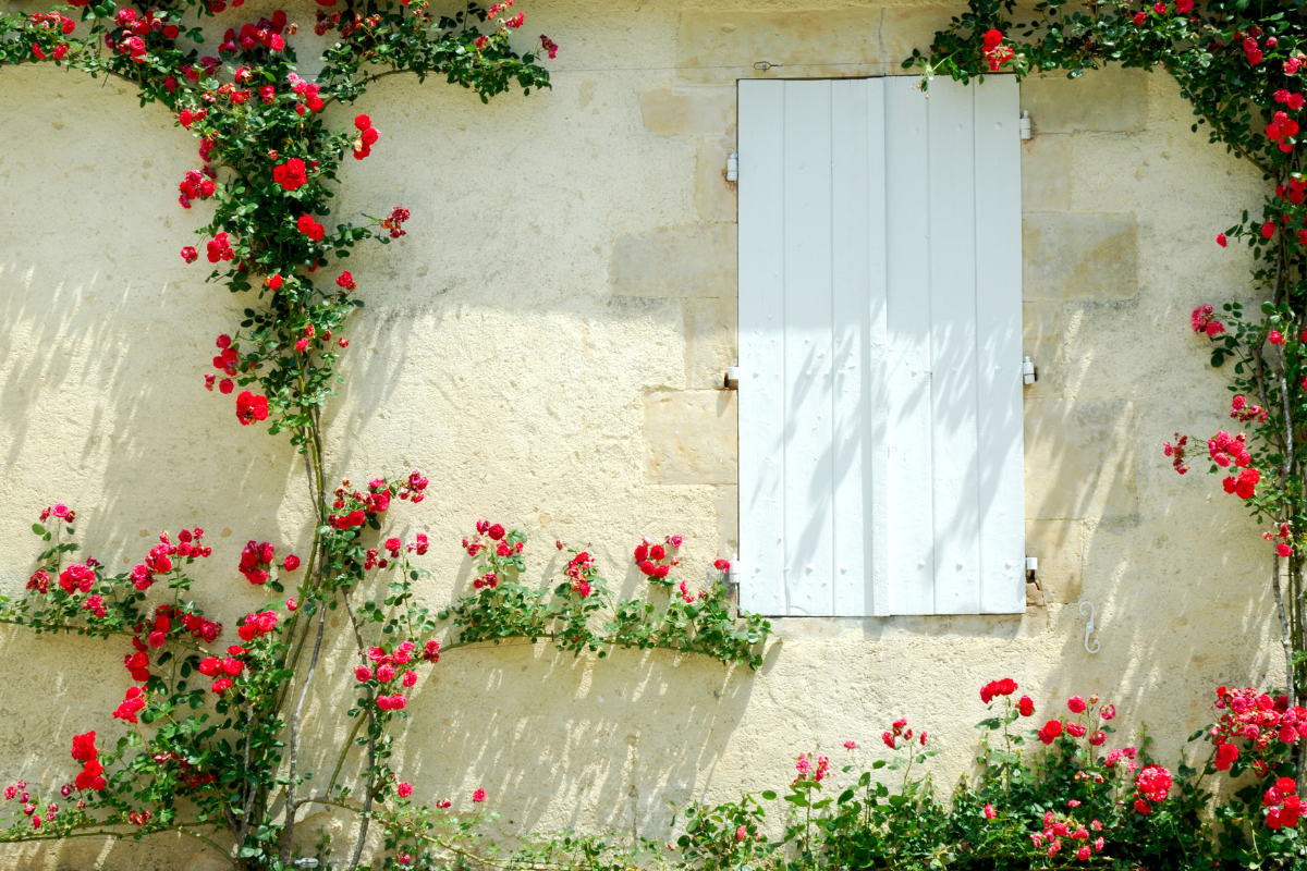 Rose rampicanti rifiorenti: le varietà più affidabili per fiori tutta la stagione