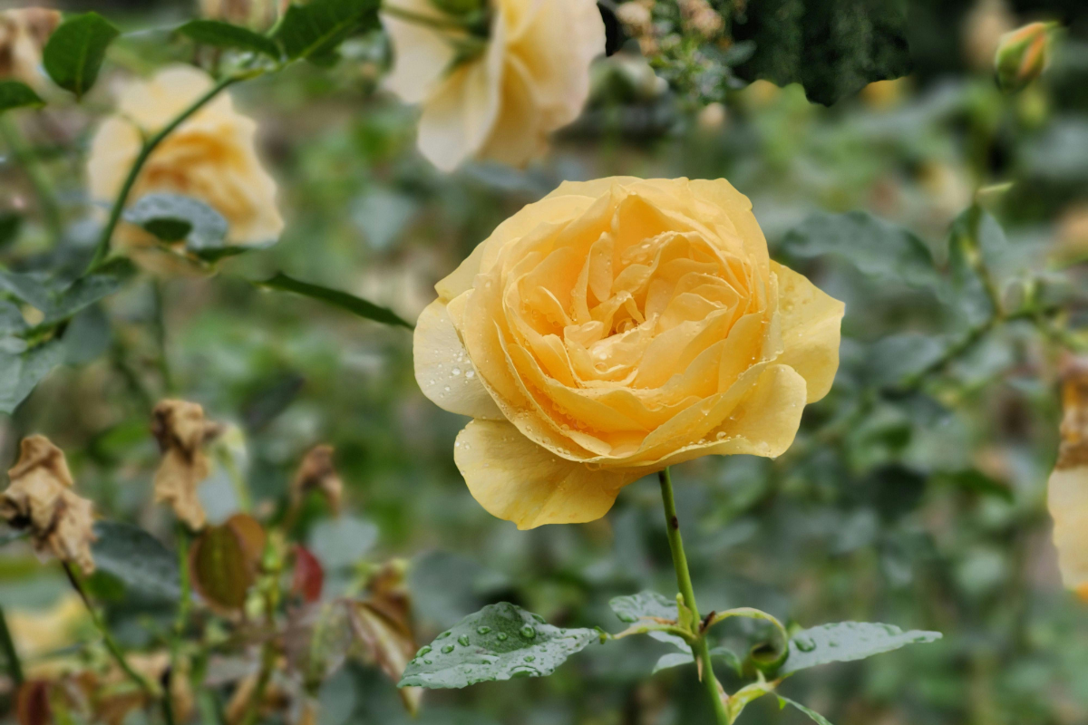 Rose tappezzanti: come scegliere quelle giuste per aiuole e bordure fiorite