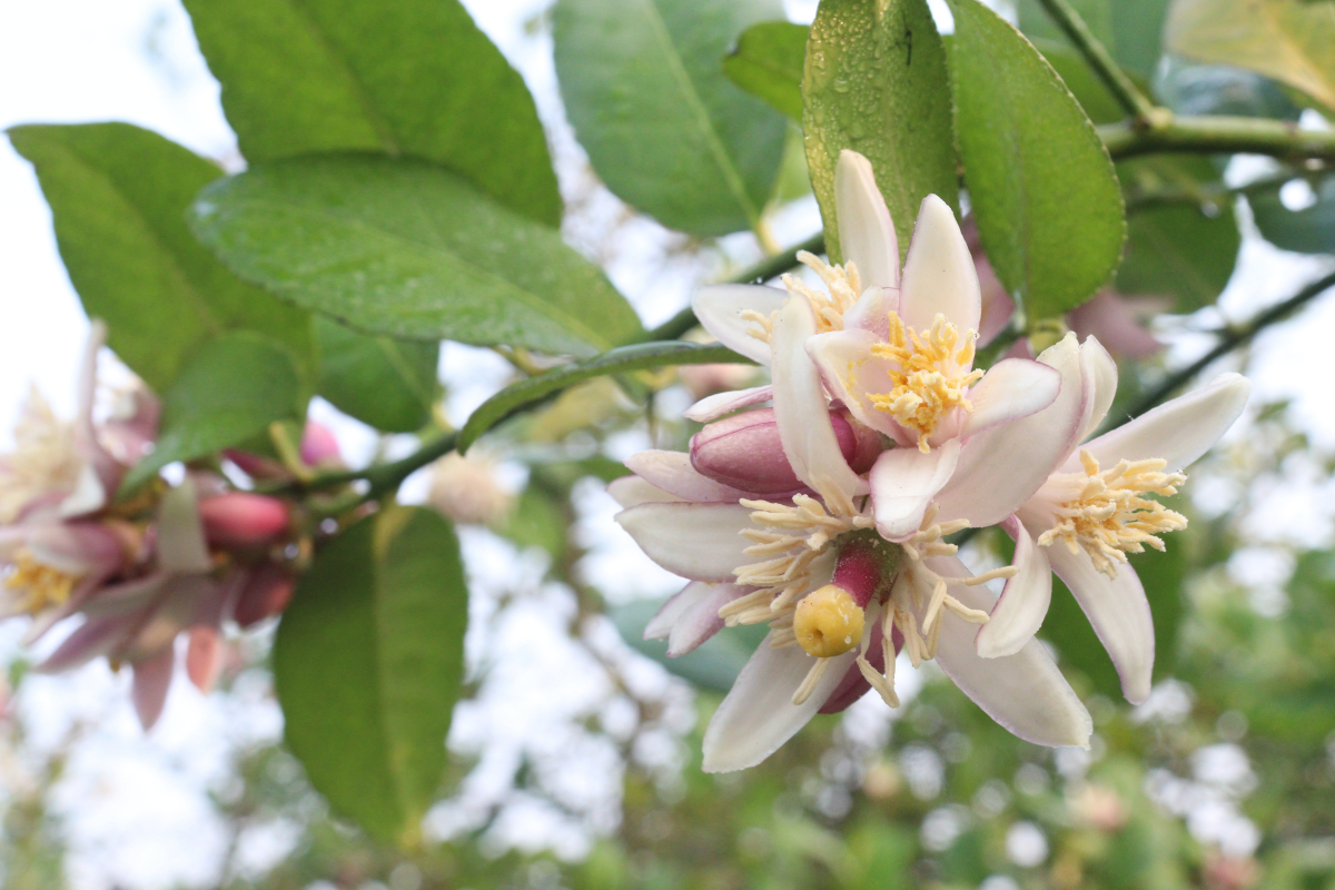 Caduta fiori agrumi e caduta fruttini limone: è normale o c’è un problema?