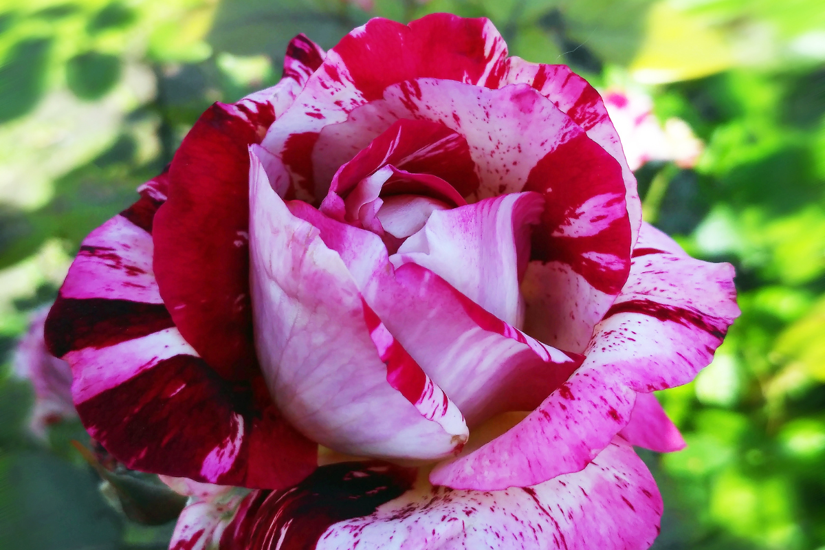 Oidio delle rose: riconoscerlo subito e fermarlo con prevenzione e intervento mirato