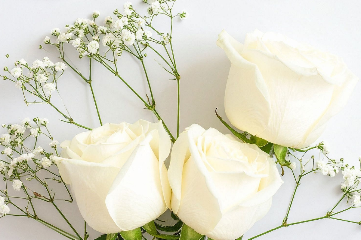 Cosa regalare per condoglianze: fiori e piante adatte