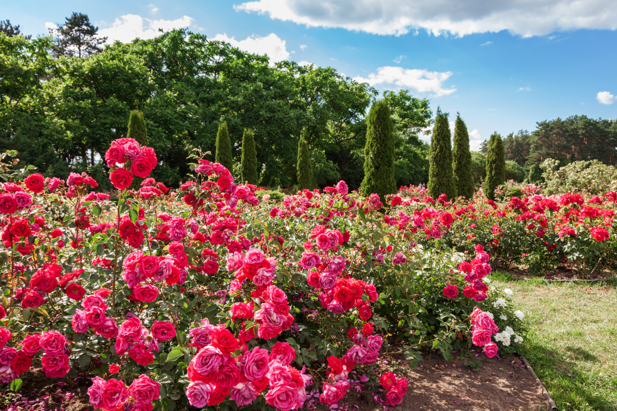 Rose paesaggistiche: come progettare un’aiuola a fioritura lunga e bassa manutenzione