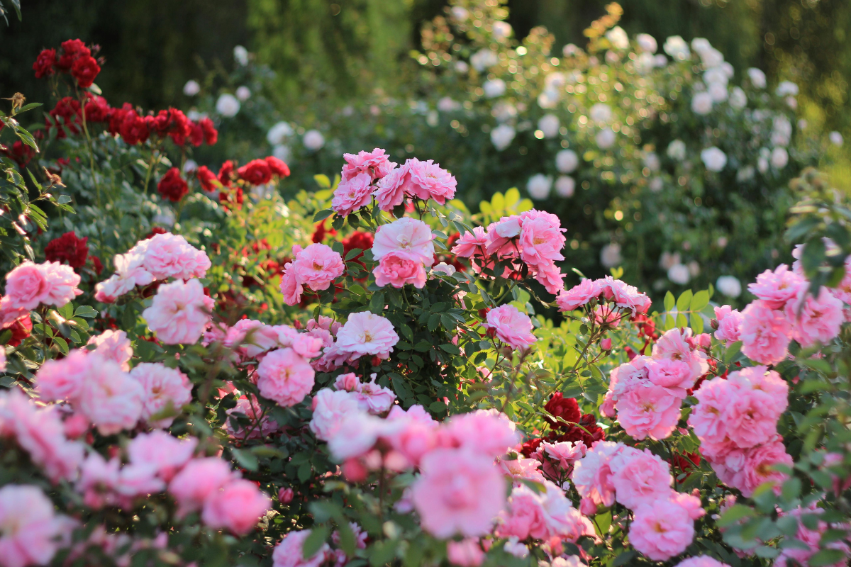 Cespugli di rose rosa e rosse in piena fioritura in un giardino.