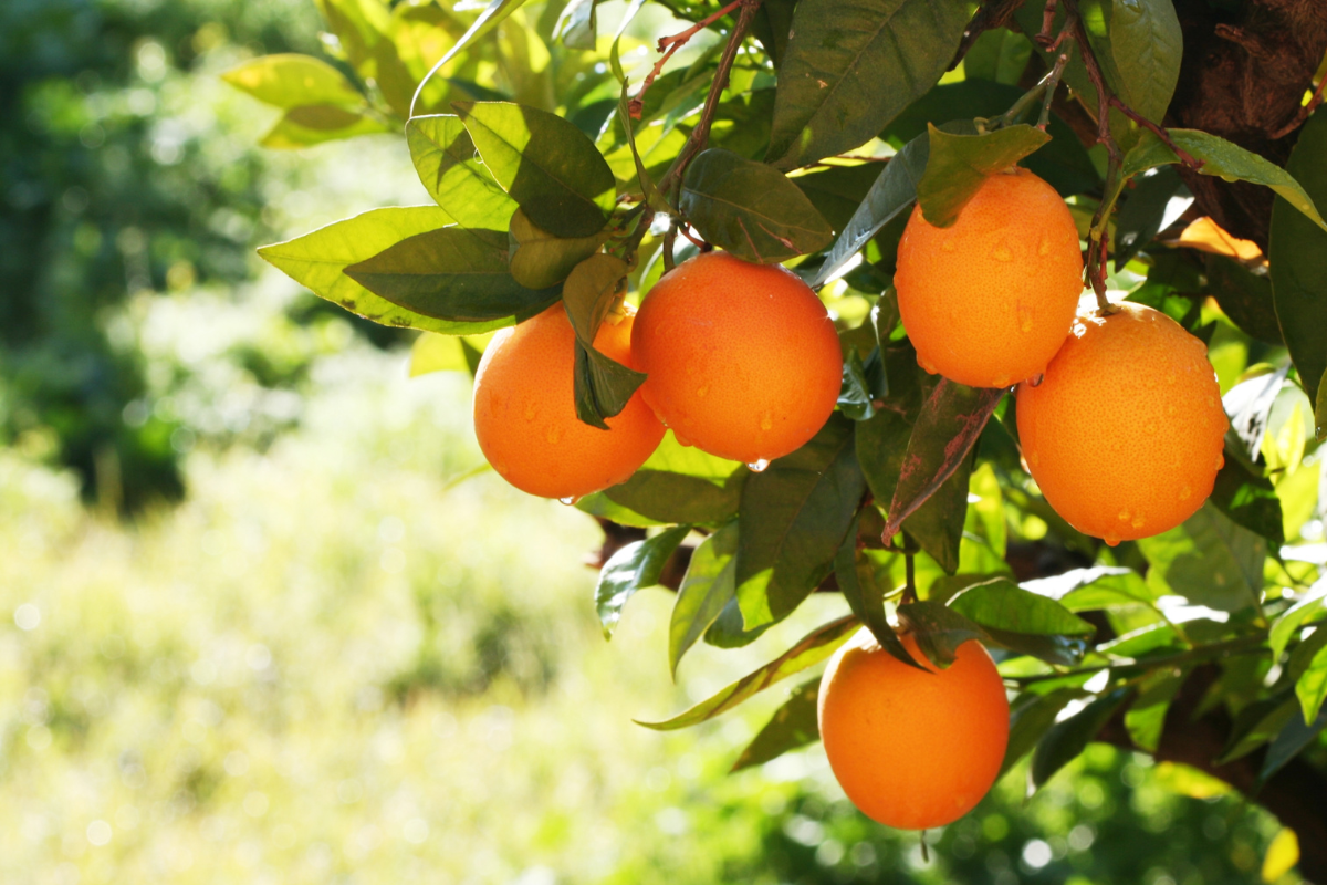 Tarocco, Sanguinello o Navel: quale arancio è più adatto in vaso?