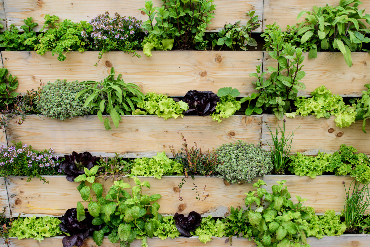 Giardino verticale con erbe aromatiche e piante verdi su struttura in legno.