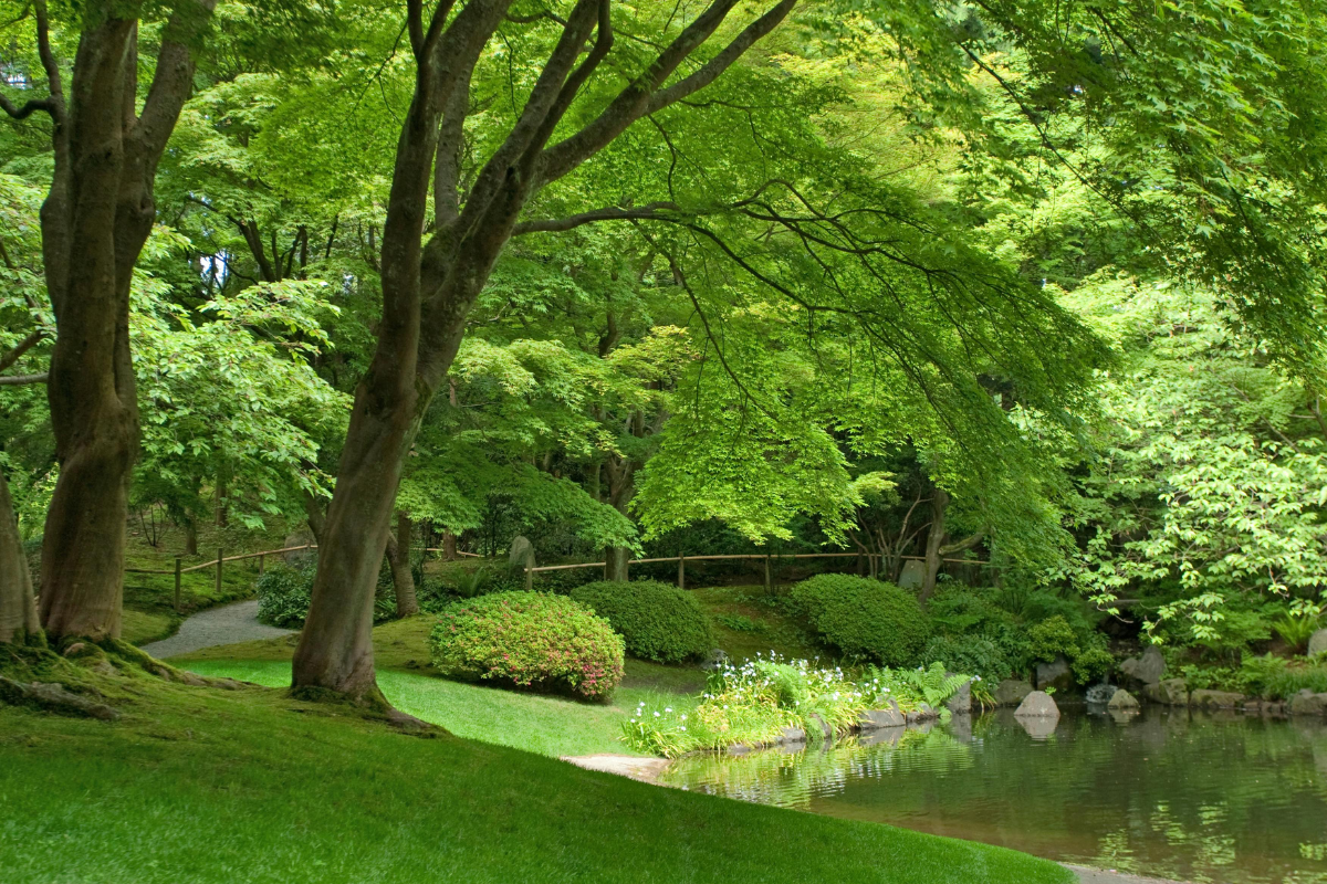 Giardino giapponese con acqua, alberi e prato verde.