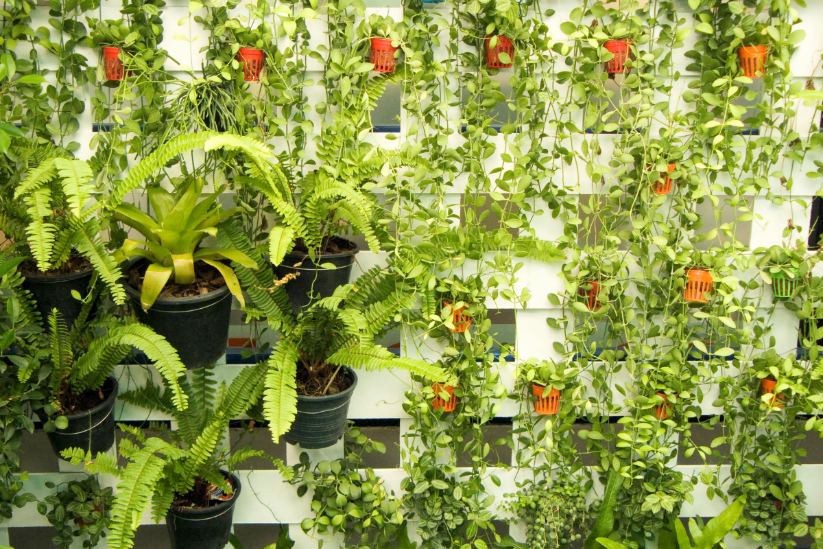Parete verde con piante in vasi sospesi e rampicanti che creano un effetto giardino verticale.