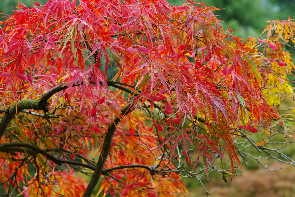 Dettaglio di acero rosso giapponese con foglie colorate.