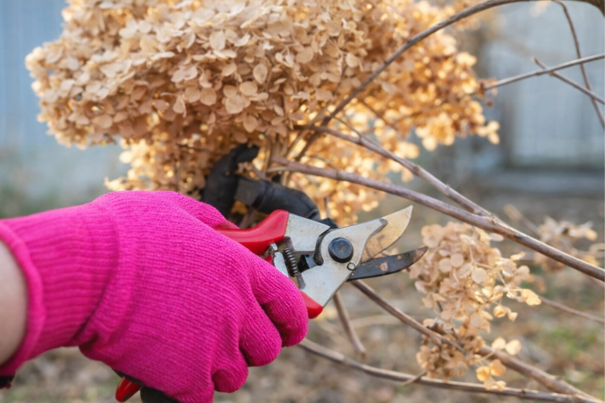 Tagliare i fiori secchi delle ortensie: quando farlo per non danneggiare la pianta