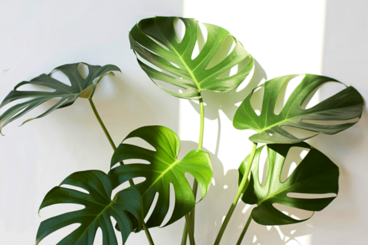 Foglie di Monstera verde lucido con tipiche fenestrazioni, illuminate da luce naturale su sfondo chiaro.