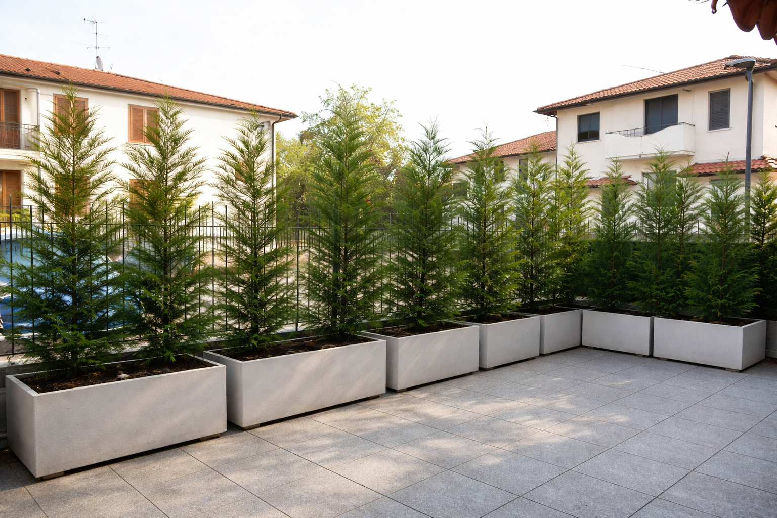 Siepe di conifere in grandi fioriere su terrazzo pavimentato, utilizzata come schermatura per privacy in ambiente residenziale.