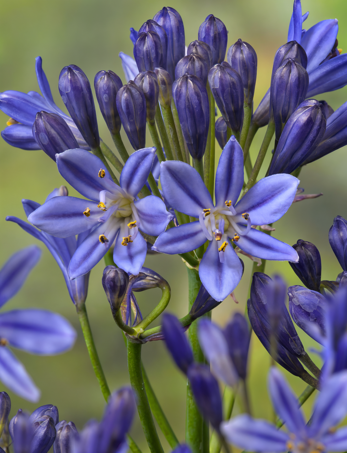 Agapanthus 'New Blue' in piena fioritura, design giardino mediterraneo