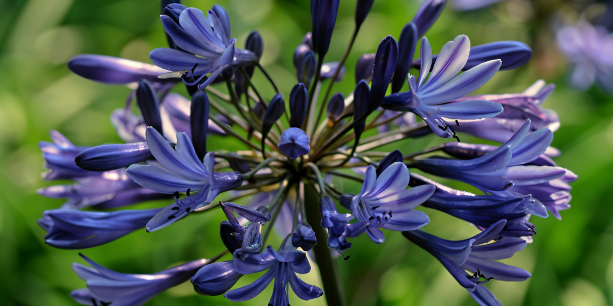 Agapanthus praecox 'Midnight Star' in fiore, colore blu navy intenso nel giardino