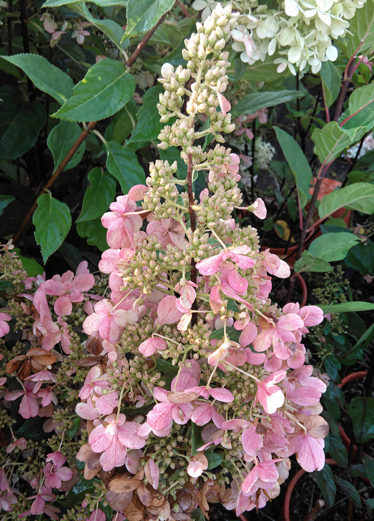 Hydrangea paniculata 'Candlelight' in piena fioritura con coni bianchi e crema in giardino.