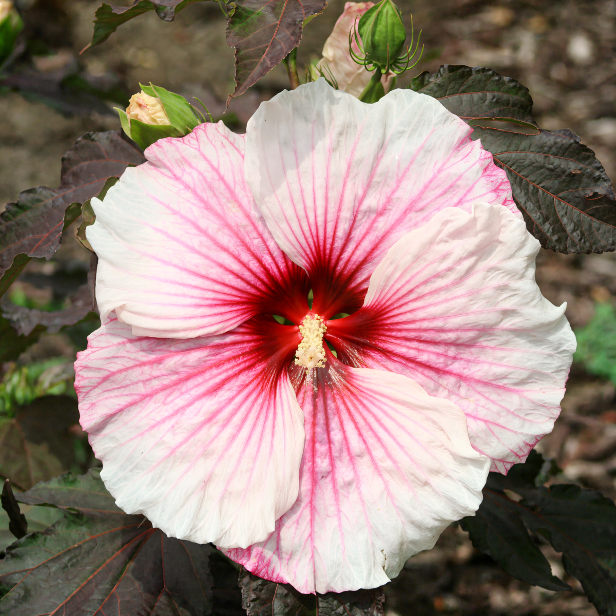 Hibiscus moscheutos 'Copper Queen' con grandi fiori rosa salmone e foglie ramate in giardino acquatico