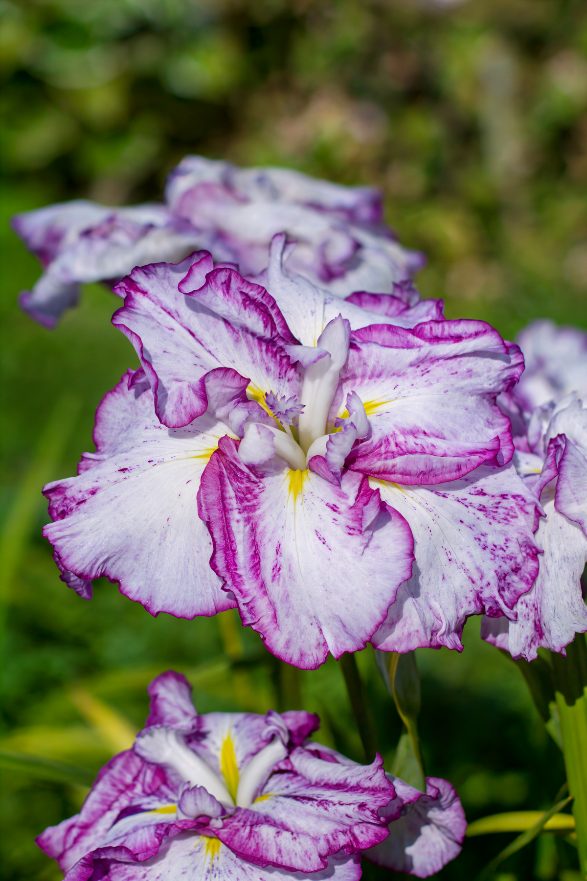 Iris ensata Harlequinesque fiorita con petali bianchi e striature viola in un laghetto