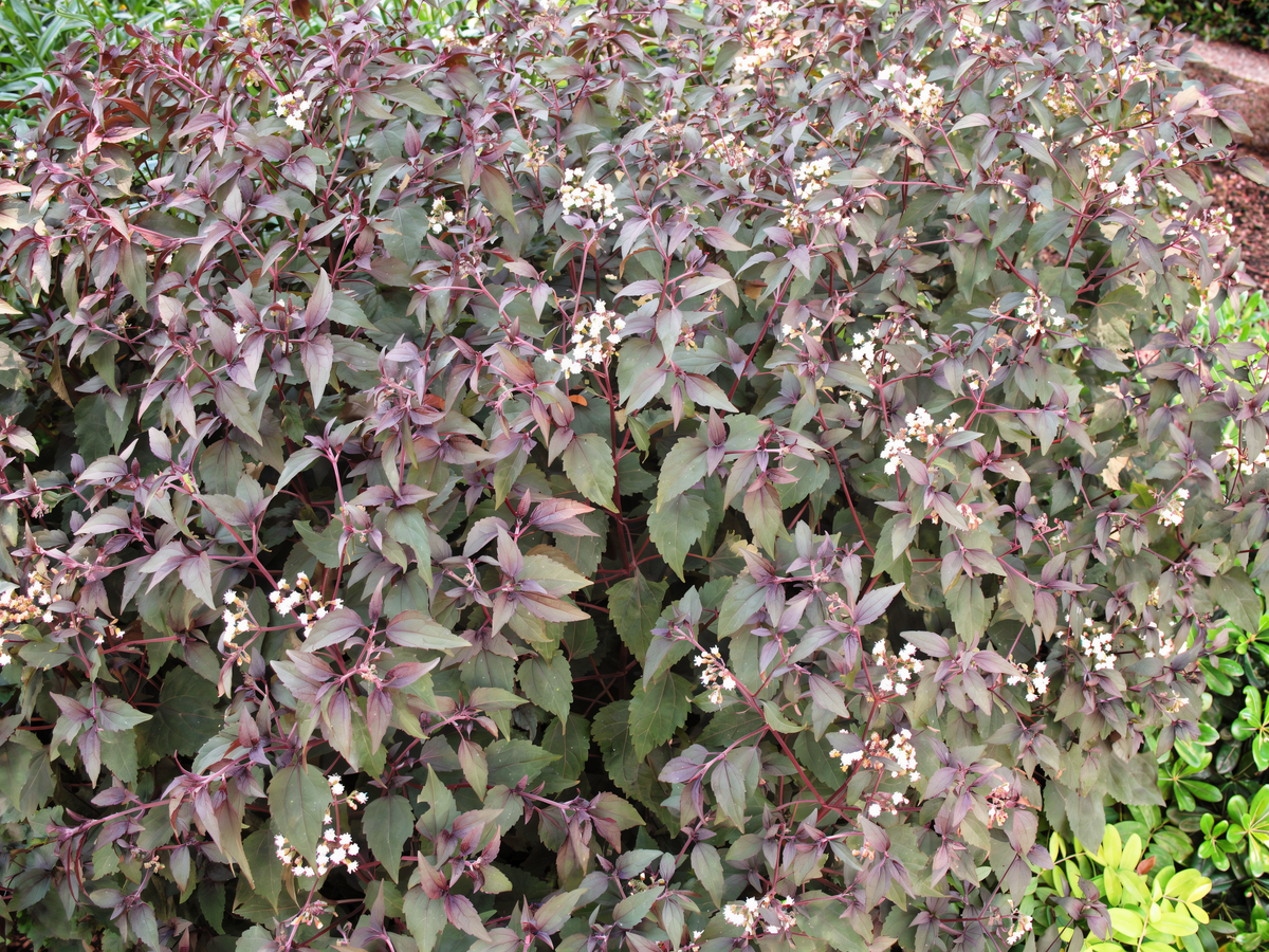 Eupatorium rugosum Chocolate in fioritura con foglie scure nel giardino