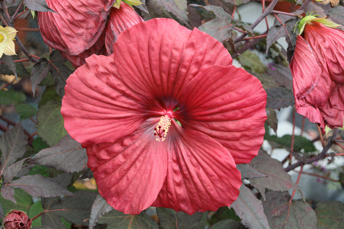 Hibiscus moscheutos Summerific Holy Grail in piena fioritura con grandi fiori rosso scuro