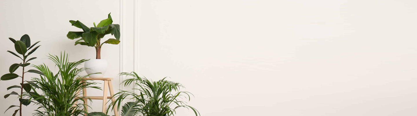 Home page