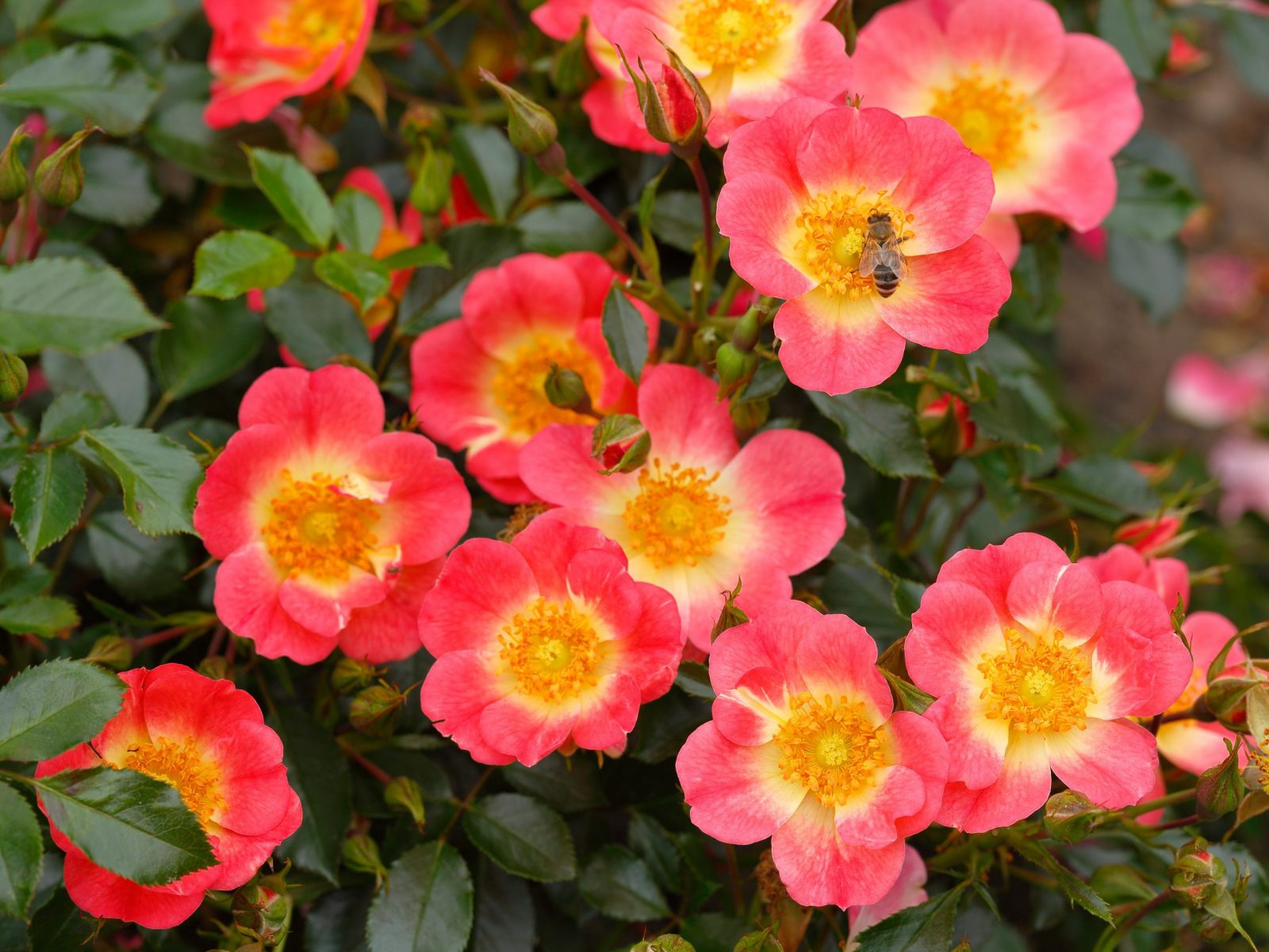 Rose rifiorenti